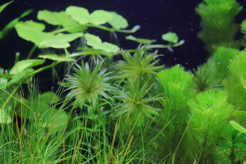 植栽から23日目（トリミングから10日目）　アナカリス